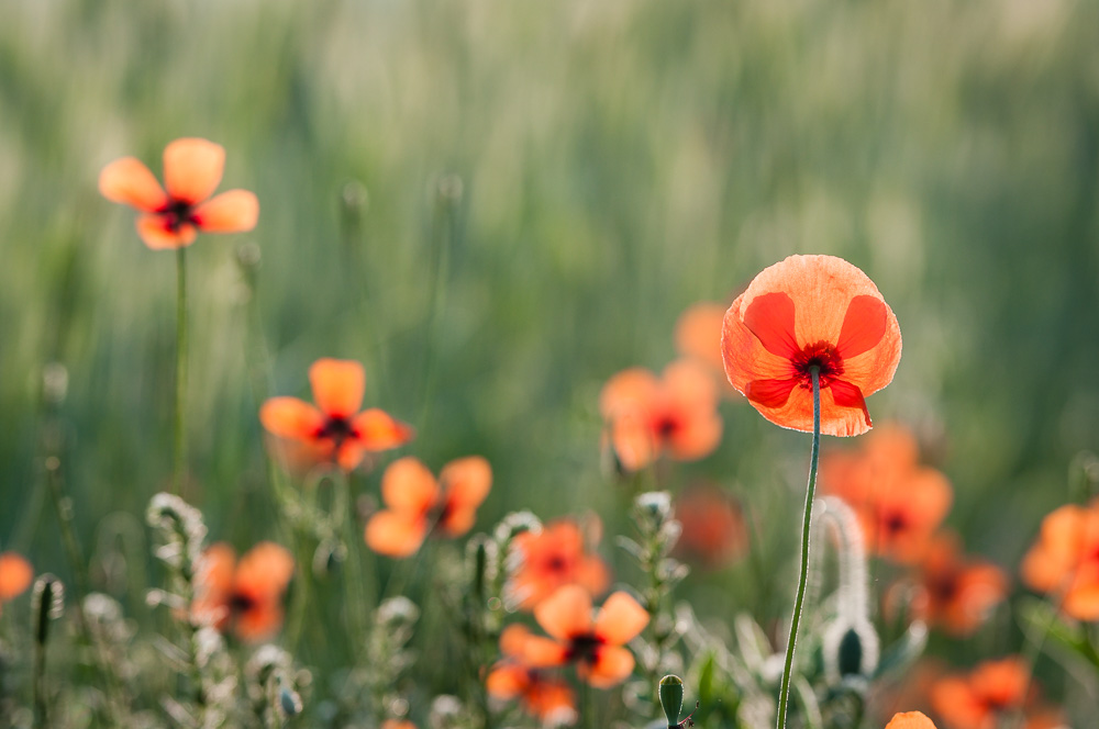 Klatschmohn (papaver rhoeas) -- common poppy (papaver rhoeas)